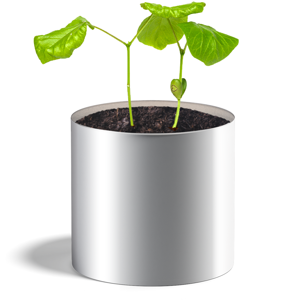 Plante coeur haricot - HAPPY GIFTS