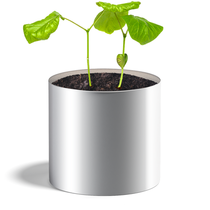 Plante coeur haricot - HAPPY GIFTS