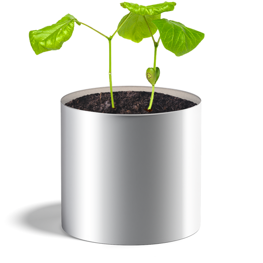 Plante coeur haricot - HAPPY GIFTS