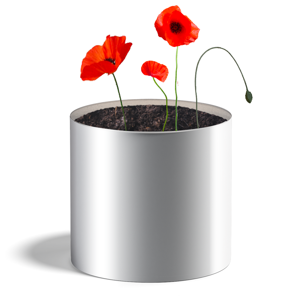 Plante coquelicots - HAPPY GIFTS