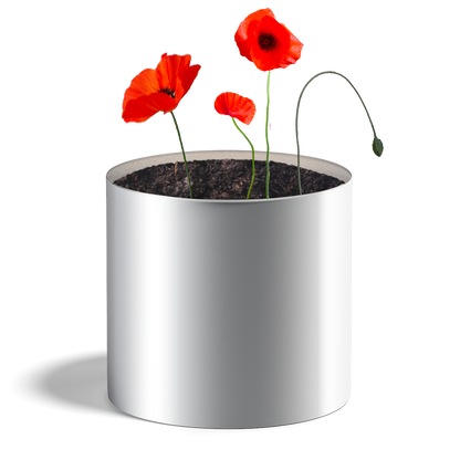 Plante coquelicots - HAPPY GIFTS