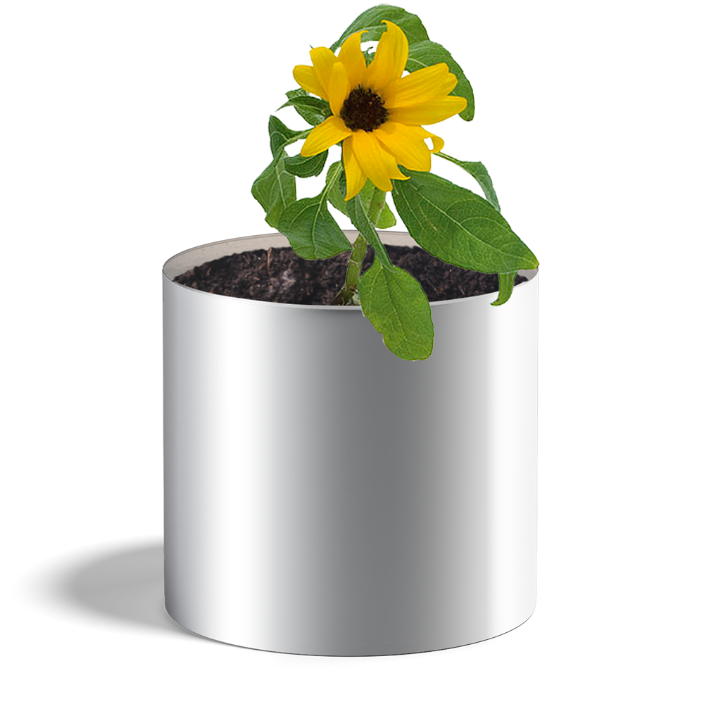 Plante tournesol - HAPPY GIFTS
