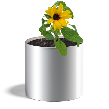 Plante tournesol - HAPPY GIFTS